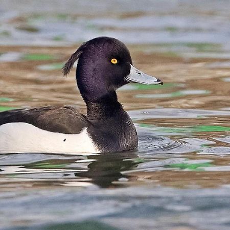 Fewo Im Naturschutzgebiet Hiddenhausen Eksteriør billede