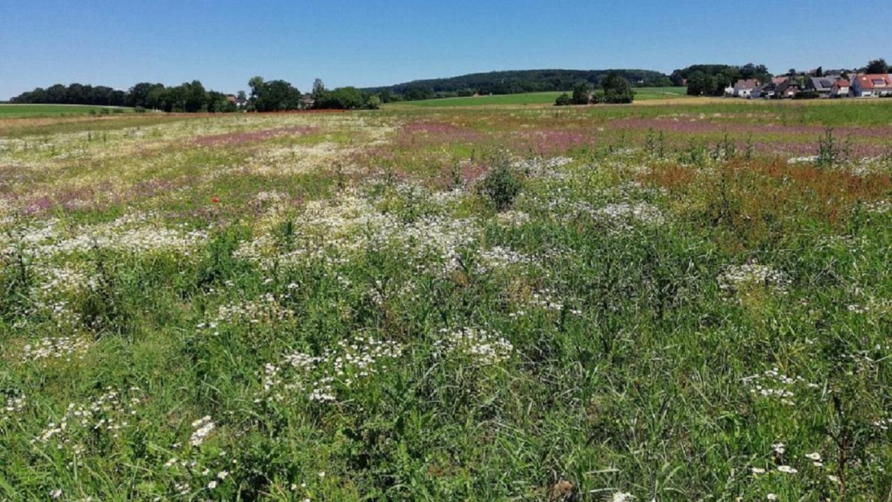 Fewo Im Naturschutzgebiet Hiddenhausen Eksteriør billede