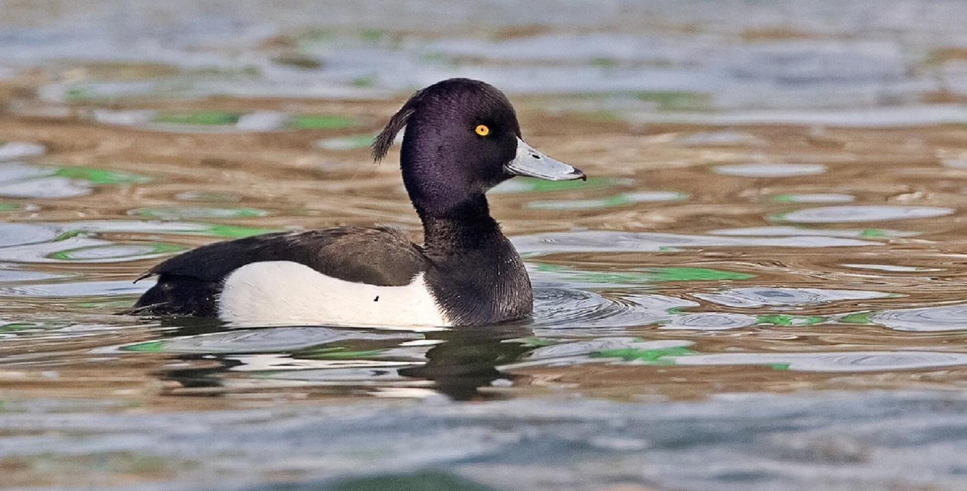 Fewo Im Naturschutzgebiet Hiddenhausen Eksteriør billede
